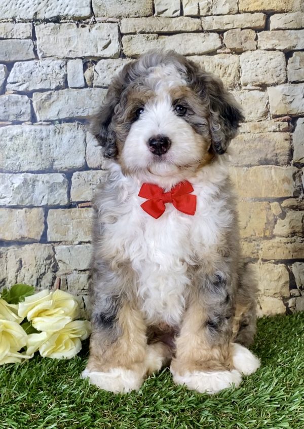 Ms. Rita the Mini-Bernedoodle - Image 2