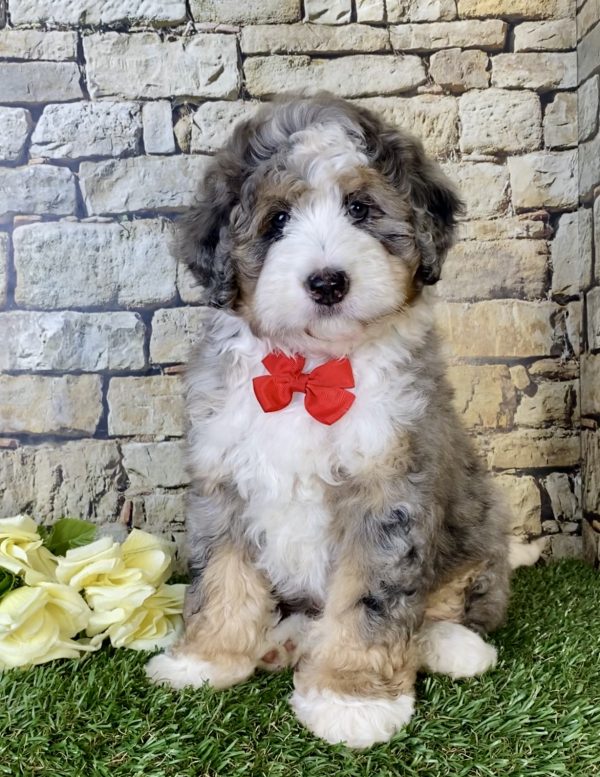 Ms. Rita the Mini-Bernedoodle puppy