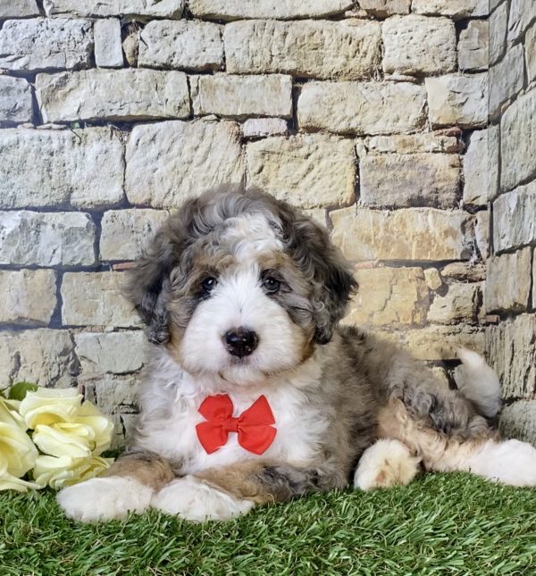Ms. Rita the Mini-Bernedoodle - Image 3