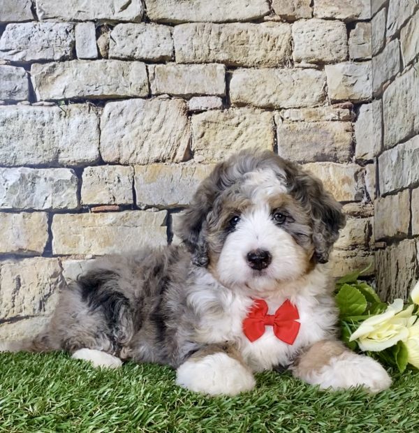 Ms. Rita the Mini-Bernedoodle - Image 4