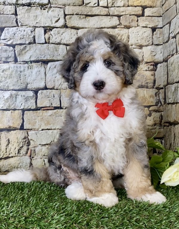 Ms. Rita the Mini-Bernedoodle - Image 5