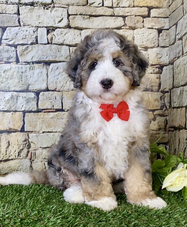 Ms. Rita the Mini-Bernedoodle - Image 6