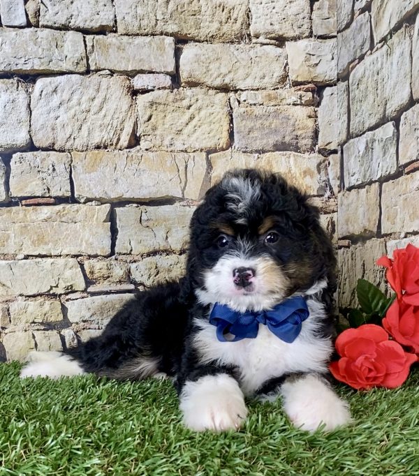 Mr. Nebo the Mini-Bernedoodle - Image 2
