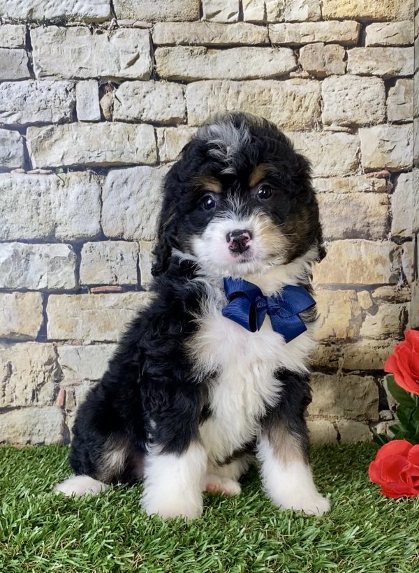 Mr. Nebo the Mini-Bernedoodle - Image 3