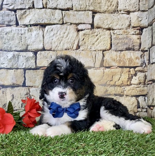 Mr. Nebo the Mini-Bernedoodle - Image 5