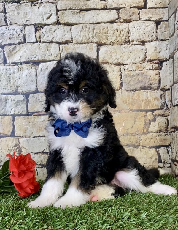 Mr. Nebo the Mini-Bernedoodle - Image 6