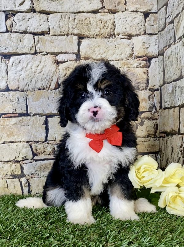 Mr. Nate the Mini-Bernedoodle - Image 2
