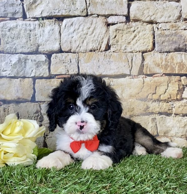 Mr. Nate the Mini-Bernedoodle - Image 3