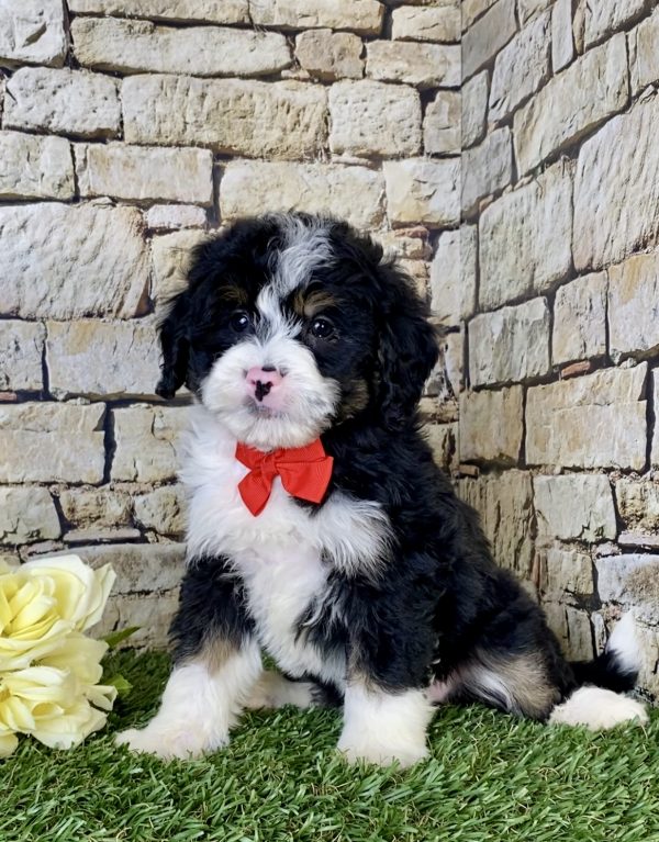 Mr. Nate the Mini-Bernedoodle - Image 4