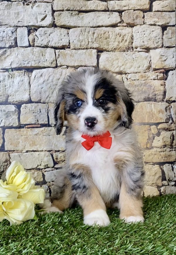 Mr. Nico the Mini-Bernedoodle puppy