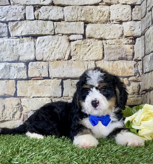 Mr. Nike the Mini-Bernedoodle - Image 2