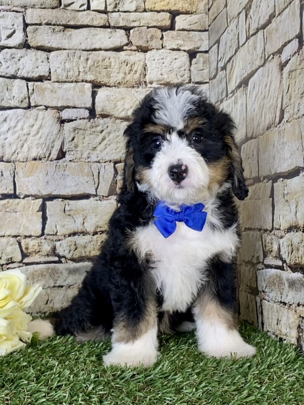 Mr. Nike the Mini-Bernedoodle - Image 3