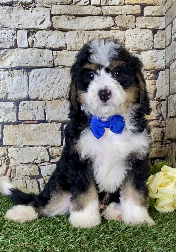 Mr. Nike the Mini-Bernedoodle - Image 4