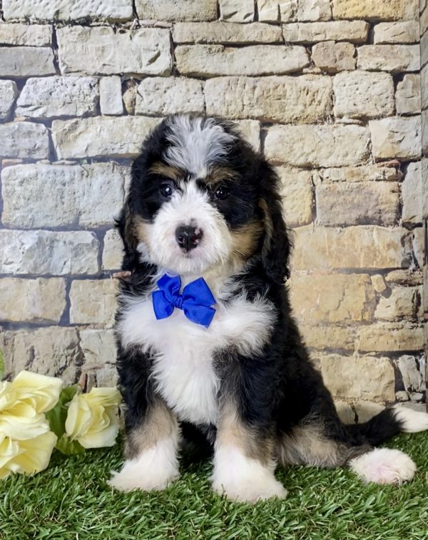 Mr. Nike the Mini-Bernedoodle - Image 6