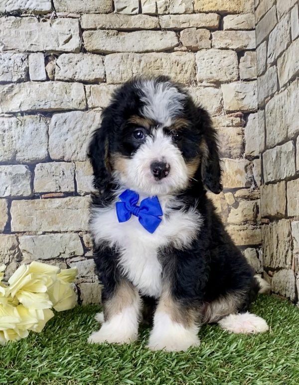Mr. Nike the Mini-Bernedoodle puppy