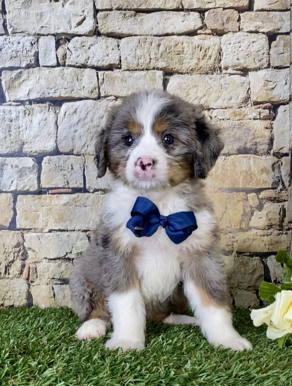 Mr. Nash the Mini-Bernedoodle - Image 3