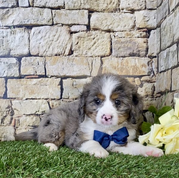 Mr. Nash the Mini-Bernedoodle - Image 4