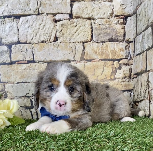 Mr. Nash the Mini-Bernedoodle - Image 5