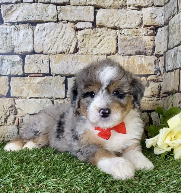 Mr. Norm the Mini-Bernedoodle - Image 2