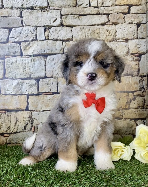 Mr. Norm the Mini-Bernedoodle - Image 3