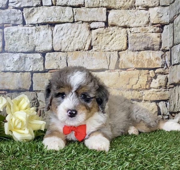 Mr. Norm the Mini-Bernedoodle - Image 4