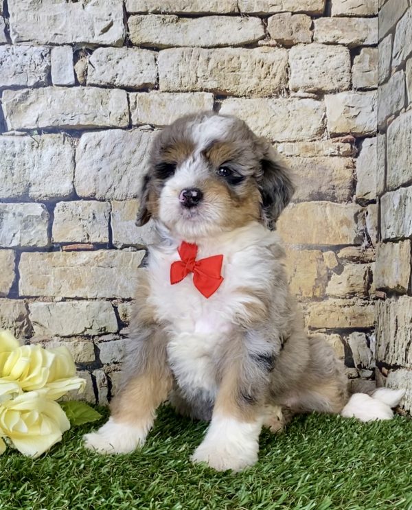 Mr. Norm the Mini-Bernedoodle - Image 5