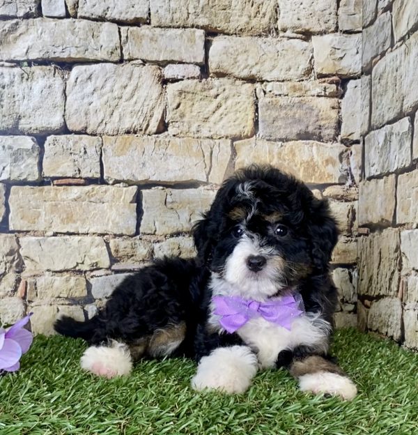 Ms. Nacho the Mini-Bernedoodle - Image 2