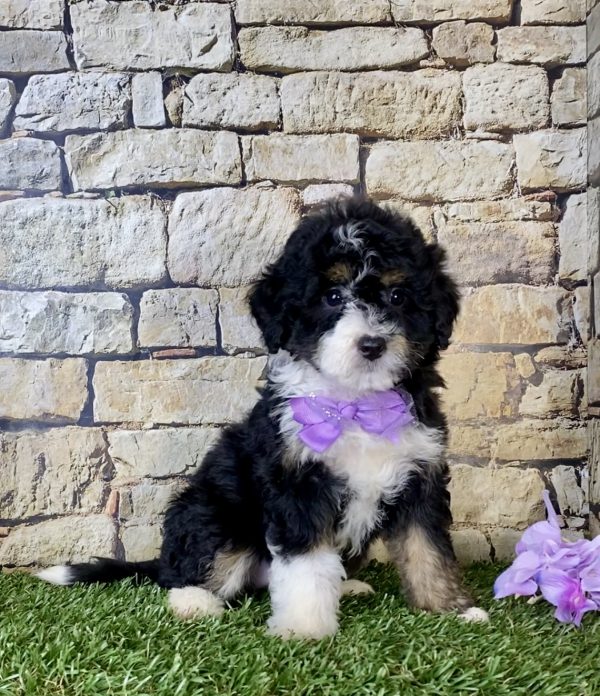 Ms. Nacho the Mini-Bernedoodle - Image 3