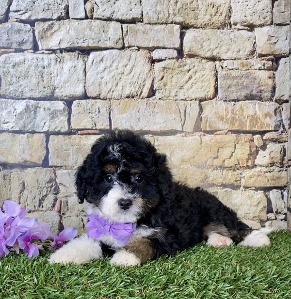 Ms. Nacho the Mini-Bernedoodle - Image 4