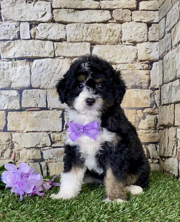 Ms. Nacho the Mini-Bernedoodle - Image 5