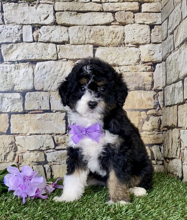 Ms. Nacho the Mini-Bernedoodle - Image 6