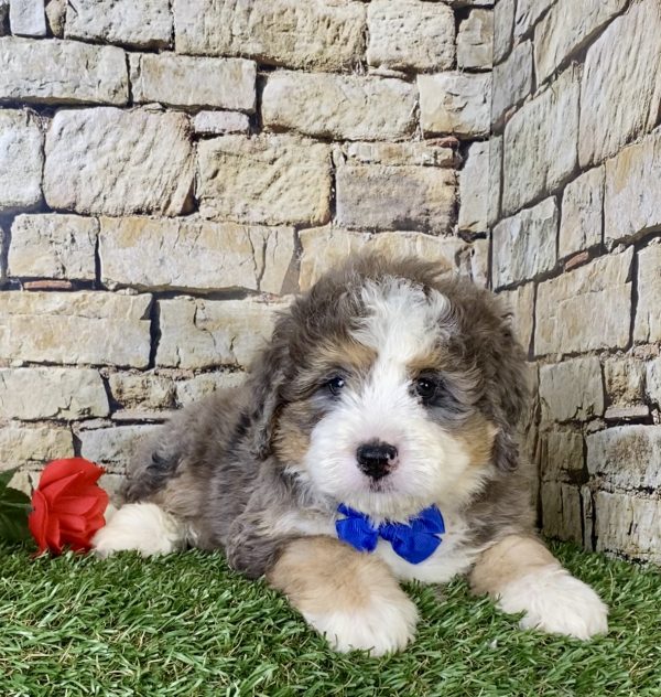 Mr. Nevin the Mini-Bernedoodle - Image 2