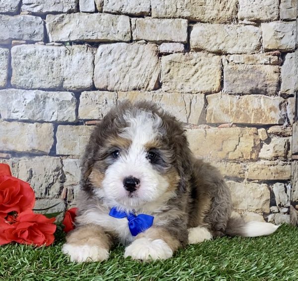 Mr. Nevin the Mini-Bernedoodle - Image 4
