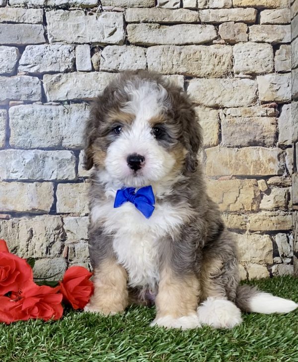 Mr. Nevin the Mini-Bernedoodle - Image 5