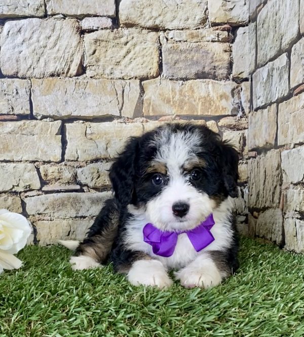 Ms. Nora the Mini-Bernedoodle - Image 2