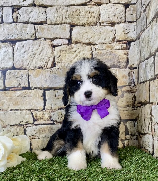 Ms. Nora the Mini-Bernedoodle - Image 3