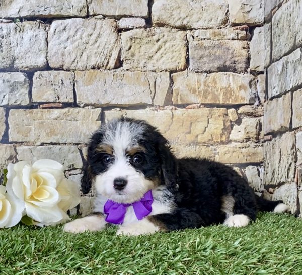 Ms. Nora the Mini-Bernedoodle - Image 4