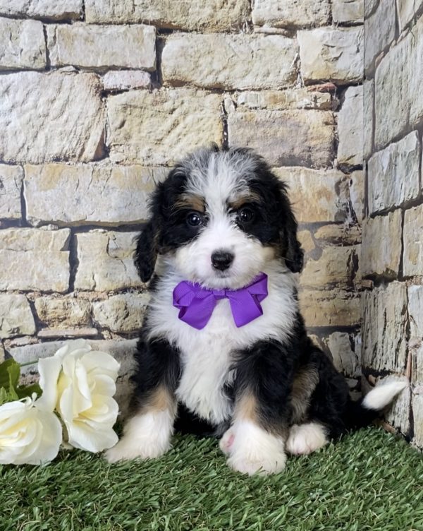 Ms. Nora the Mini-Bernedoodle - Image 5
