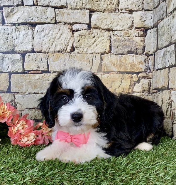 Ms. Oprah the Mini-Bernedoodle - Image 2