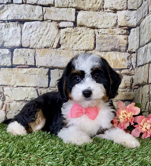 Ms. Oprah the Mini-Bernedoodle - Image 3