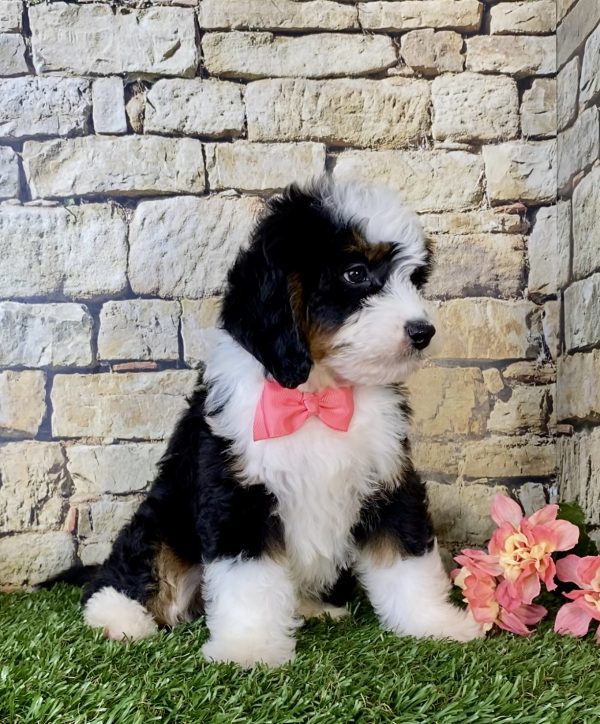 Ms. Oprah the Mini-Bernedoodle - Image 4