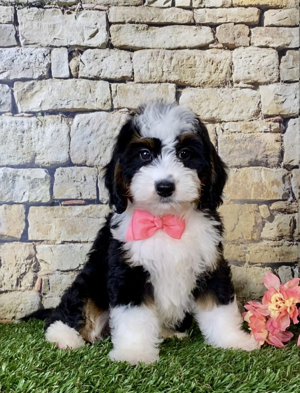 Ms. Oprah the Mini-Bernedoodle - Image 5
