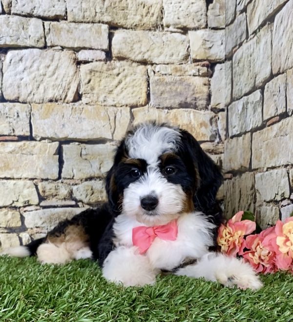 Ms. Oprah the Mini-Bernedoodle - Image 6