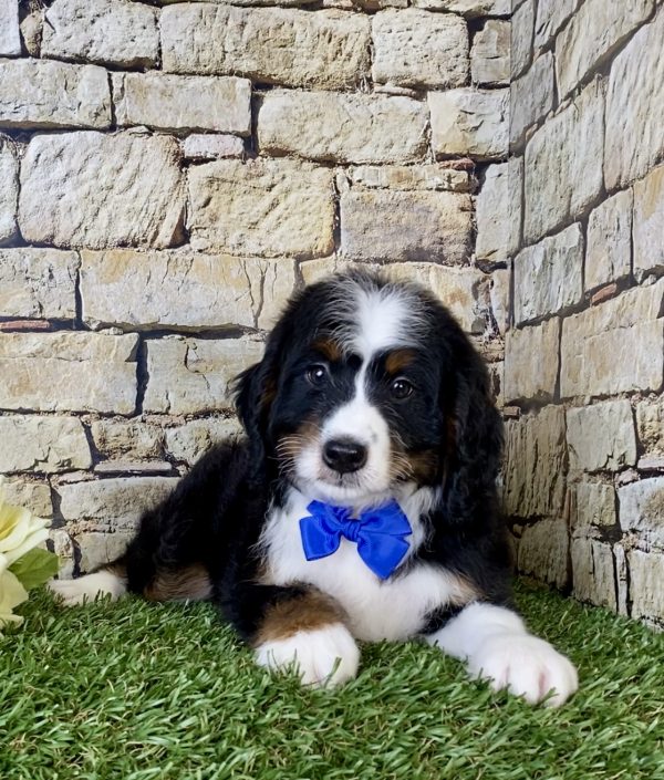 Mr. Oreo the Mini-Bernedoodle puppy
