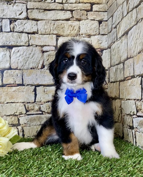 Mr. Oreo the Mini-Bernedoodle - Image 2