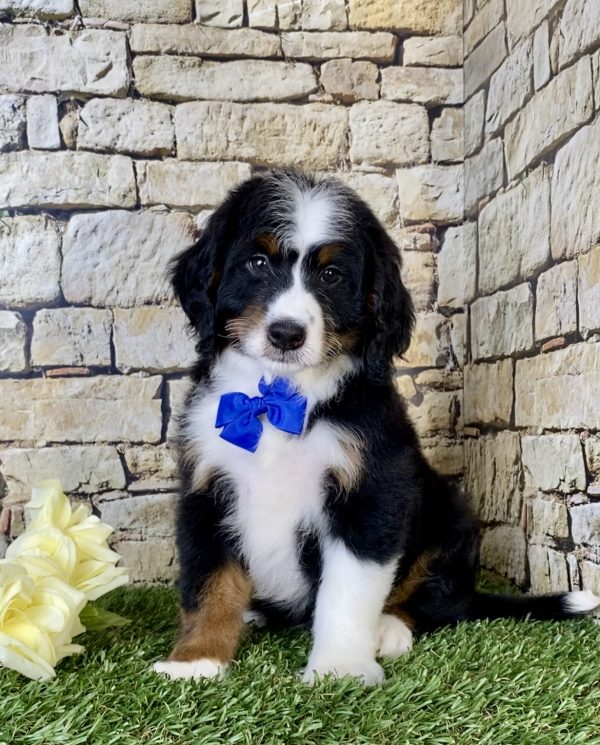 Mr. Oreo the Mini-Bernedoodle - Image 3