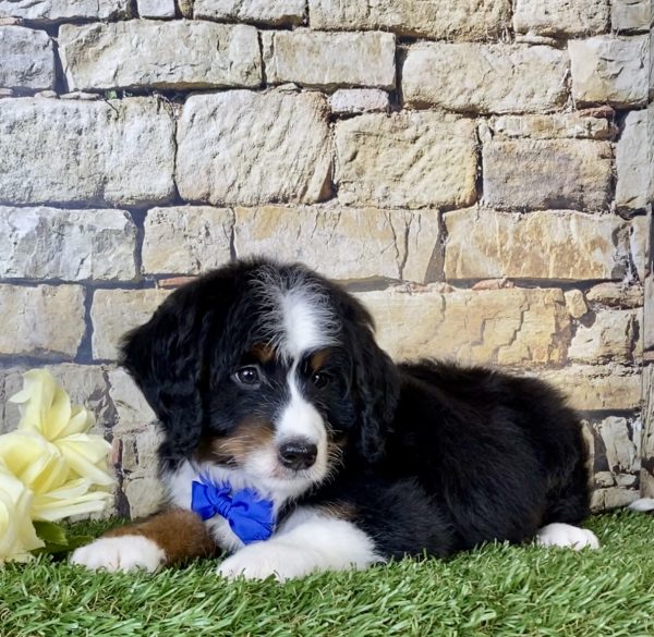 Mr. Oreo the Mini-Bernedoodle - Image 4