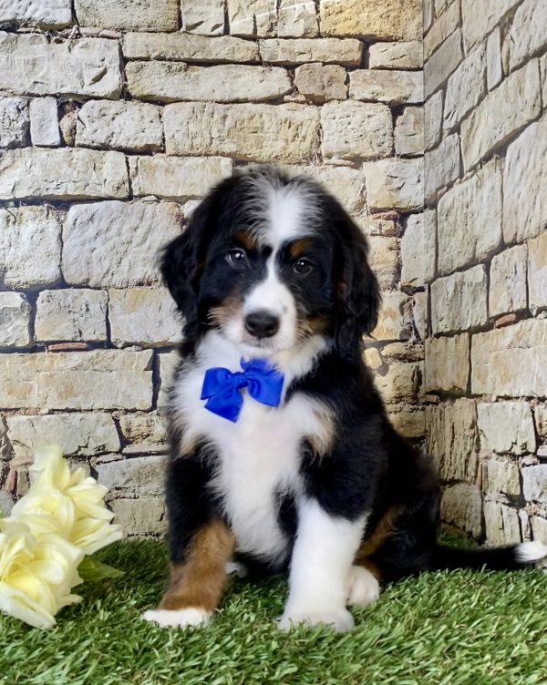Mr. Oreo the Mini-Bernedoodle - Image 5