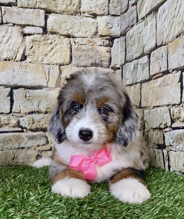 Ms. Ocean the Mini-Bernedoodle - Image 2