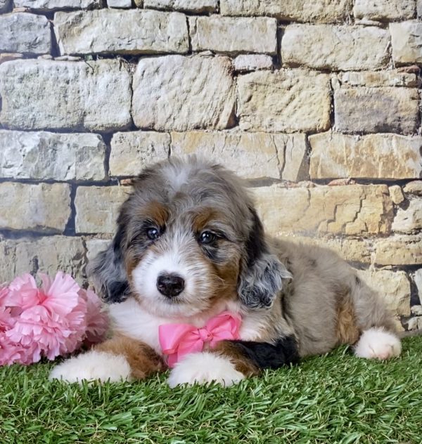 Ms. Ocean the Mini-Bernedoodle - Image 3